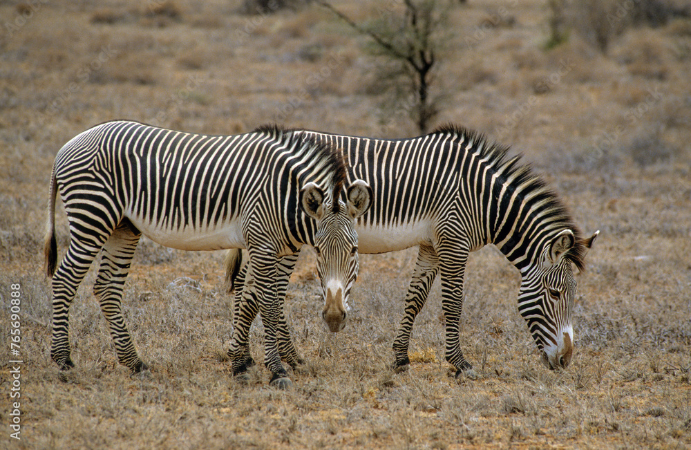 Obraz premium Zébre de Grévy, Equus grevyi grevyi, Parc national de Samburu, Kenya