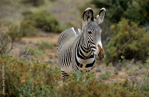 Zébre de Grévy, Equus grevyi grevyi, Parc national de Samburu, Kenya © JAG IMAGES