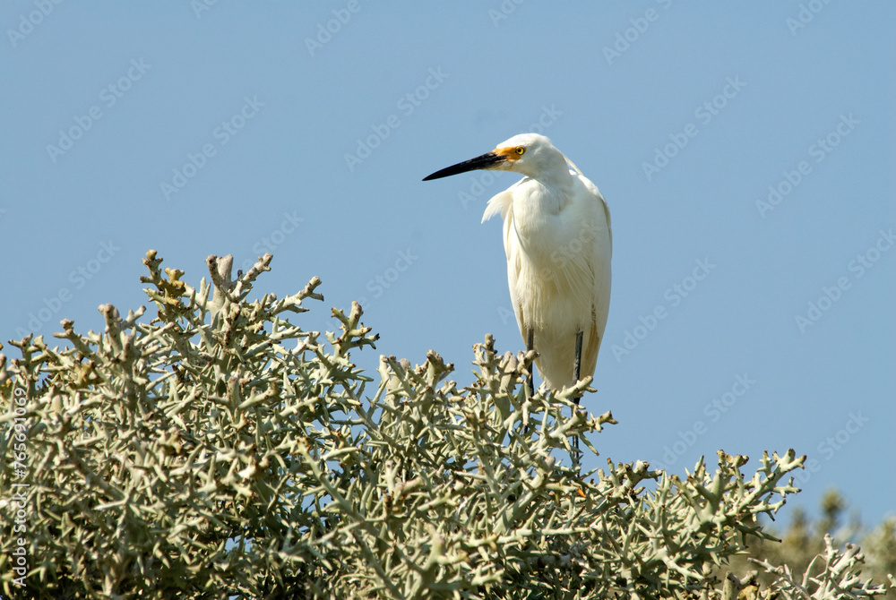 Grande Aigrette,. Ardea alba, Great Egret Grande Aigrette,. Ardea alba, Great Egret