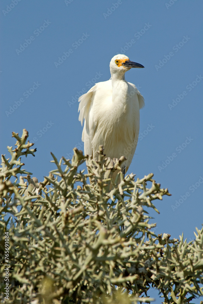Grande Aigrette,. Ardea alba, Great Egret Grande Aigrette,. Ardea alba, Great Egret
