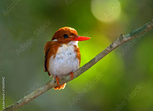 Martin pêcheur malgache,.Corythornis madagascariensis, Madagascar Pygmy Kingfisher, Madagascar photo