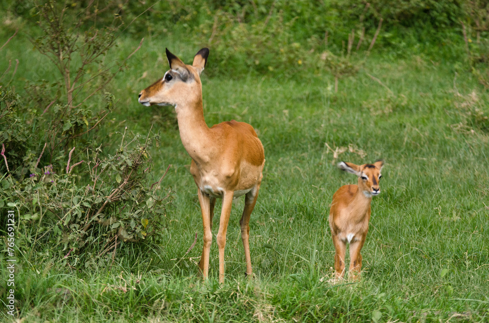 Impala, femelle et jeune, aepyceros melanpus, Parc national de Nakuru, Kenya, Afrique de l'Est Impala, femelle et jeune, aepyceros melanpus, Parc national de Nakuru, Kenya, Afrique de l'Est
