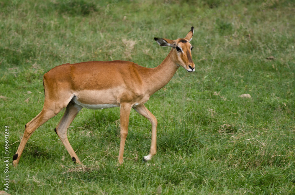 Impala, jeune, aepyceros melanpus, Parc national de Nakuru, Kenya, Afrique de l'Est Impala, jeune, aepyceros melanpus, Parc national de Nakuru, Kenya, Afrique de l'Est