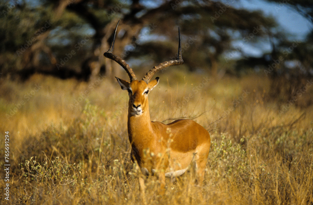 Obraz premium Impala, mâle, Aepyceros melampus, Parc national de Masai Mara, Kenya