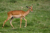 Impala,  jeune,  aepyceros melanpus, Parc national de Nakuru, Kenya, Afrique de l'Est