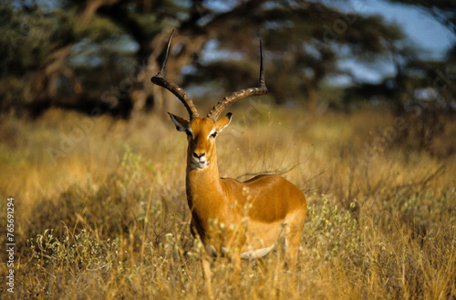 Impala, mâle, Aepyceros melampus, Parc national de Masai Mara, Kenya © JAG IMAGES