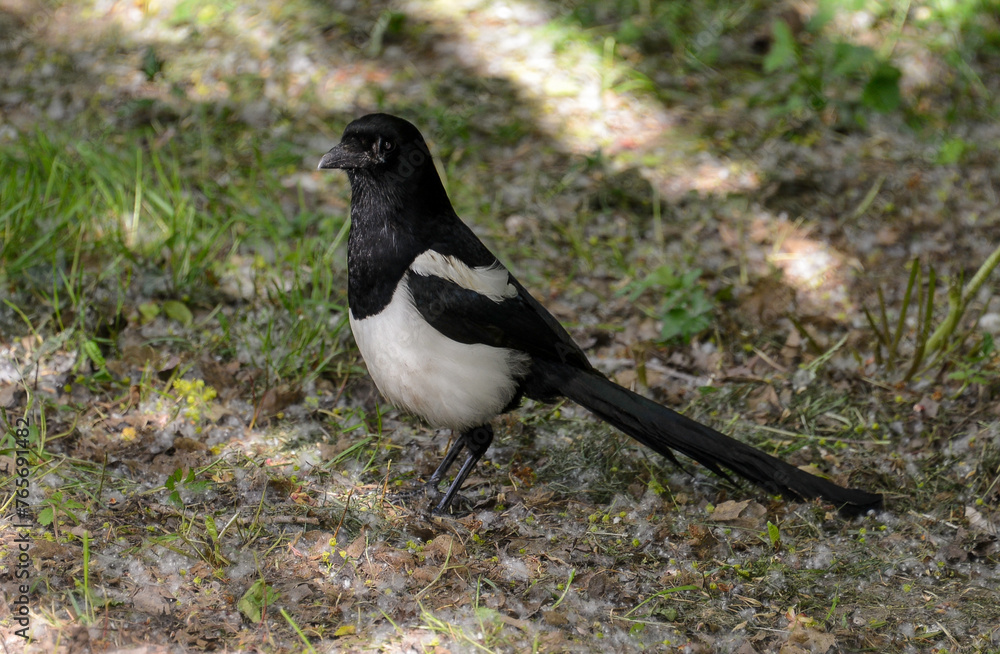 Pie bavarde,.Pica pica, Eurasian Magpie Pie bavarde,.Pica pica, Eurasian Magpie
