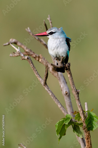 Martin chasseur du Sénégal,.Halcyon senegalensis , Woodland Kingfisher