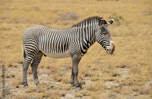 Z  bre de Gr  vy  Equus grevyi grevyi  Parc national de Samburu  Kenya