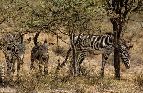 Z  bre de Gr  vy  Equus grevyi grevyi  Parc national de Samburu  Kenya