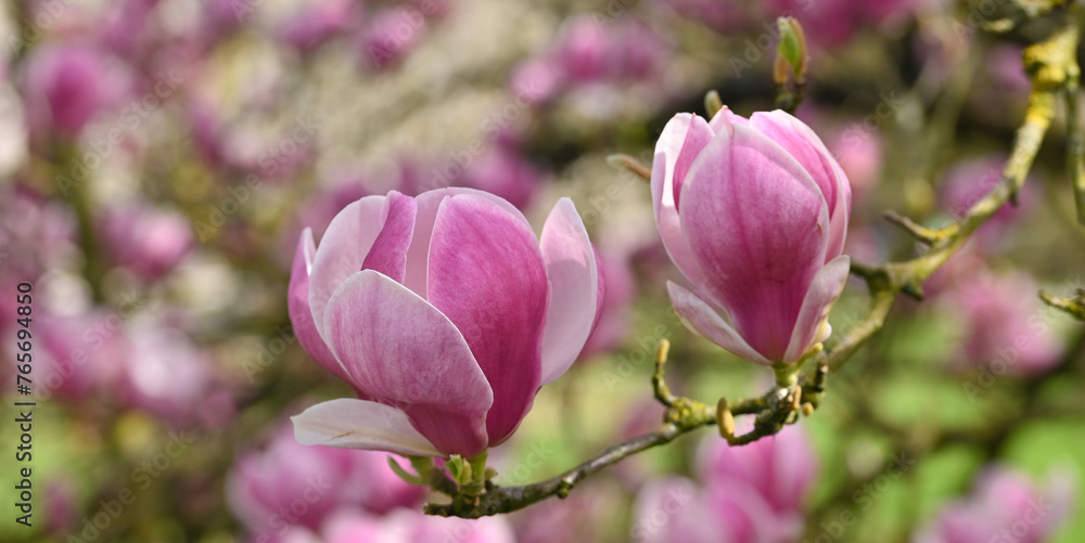 Beautiful close-op of magnolia x soulangeana flowers Beautiful close-op of magnolia x soulangeana flowers