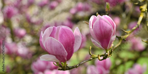 Beautiful close-op of magnolia x soulangeana flowers photo