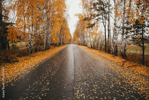 Asphalt road lined with trees, sunlight filtering through leaves onto the ground