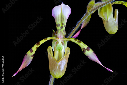 Paphiopedilum haynaldianum 'Khotaro' AM/JOS, a cultivar of a species of orchid from the Philippines photo