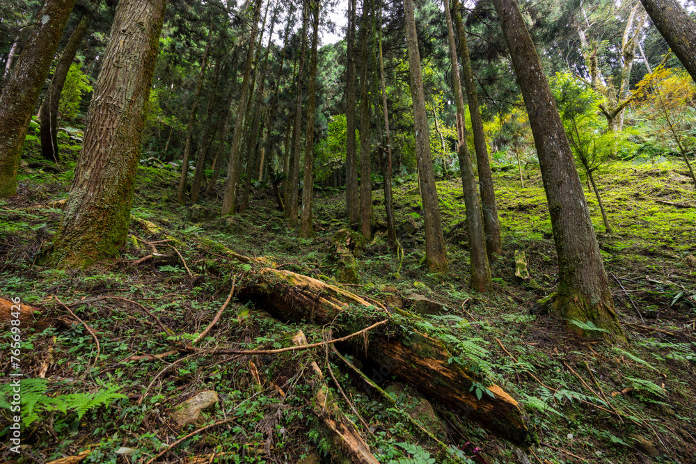 Tropical rainforest landscape in taiwan Tropical rainforest landscape in taiwan