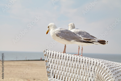 Möwe sitz auf Strandkorb, Insel Borkum, Niedersachsen, Deutschland, Niedersachsen