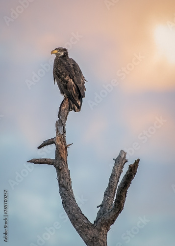 Young bald eagle perched in a tree with beautiful sky © nsc_photography
