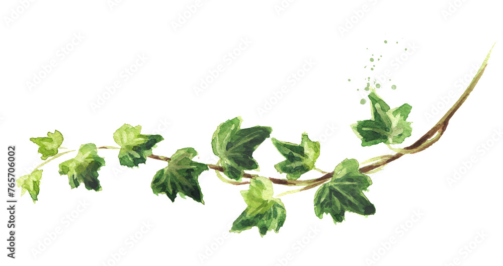 Ivy branch with leaves.  Hand drawn watercolor illustration isolated on white background
 - obrazy, fototapety, plakaty 