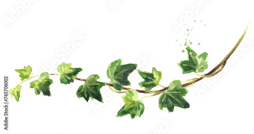 Ivy branch with leaves. Hand drawn watercolor illustration isolated on white background 