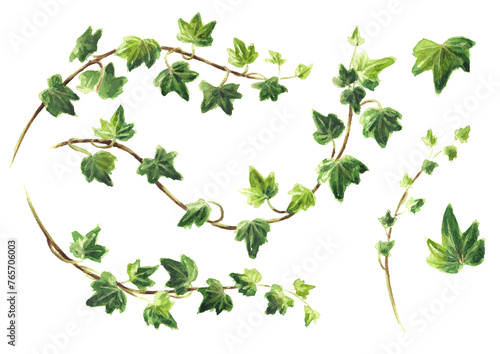 Ivy branch with leaves set. Hand drawn watercolor illustration isolated on white background