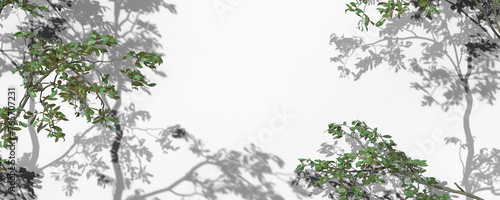 Plant and Tree Shadow With Transparent Background