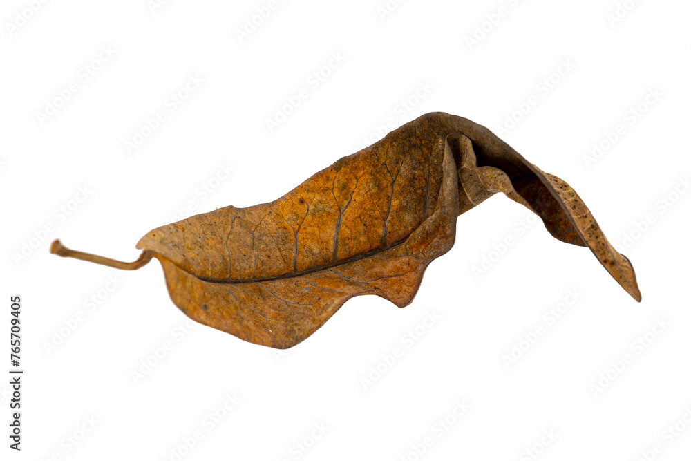 dry leaf closeup on the white background dry leaf closeup on the white background