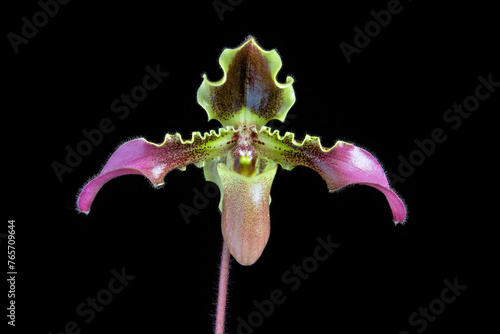 Paphiopedilum hirsutissimum, a species of slipper orchid from the Indo-China region of Asia