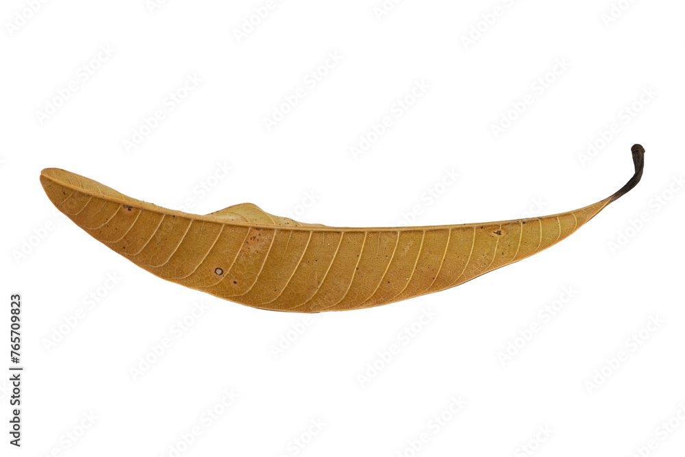 dry leaf closeup on the white background