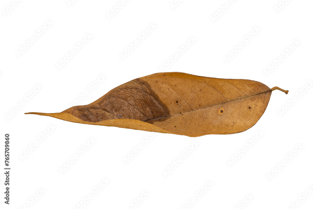 dry leaf closeup on the white background dry leaf closeup on the white background