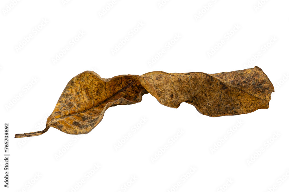 dry leaf closeup on the white background dry leaf closeup on the white background