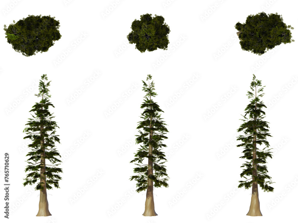 Beautiful Plant And Tree PNG Image - Top And Front View Of Trees