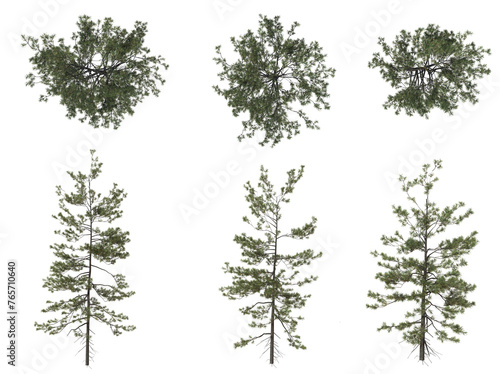 Beautiful Plant And Tree PNG Image - Top And Front View Of Trees © Zamal