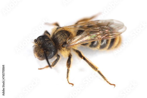 A small wild bee on a white background. Andrenidae, Andrena.
