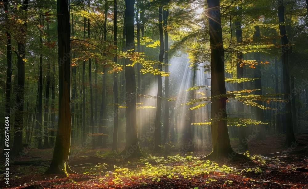 Obraz premium Sunlit Forest Abundant With Trees