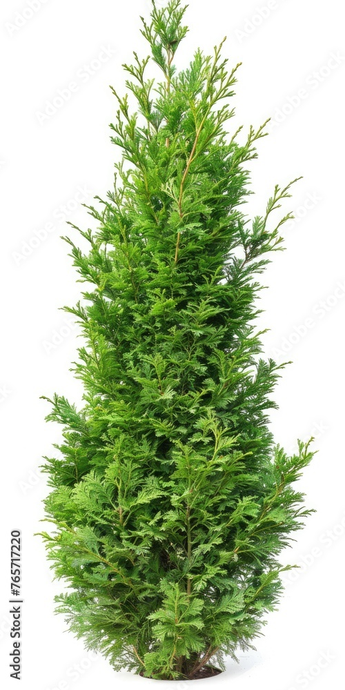 Isolated Eastern Arborvitae Bush on White Background - Nature's Green Thuja Plant in Single View