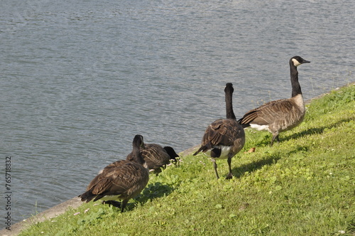 Canada geese on Seine bank