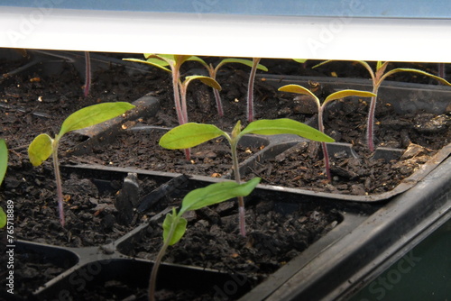 Garden Plant Seedlings Under a Grow Light
