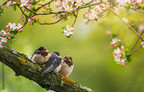 village swallow chicks sit on a branch of a blooming pink apple tree in a sun...