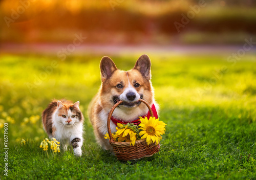 furry friends a cat and a corgi dog with a basket of sunflowers walking in a summer sunny garden