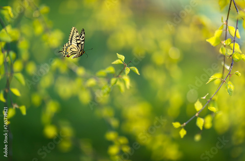 swallowtail butterfly flies in a sunny shiny garden in spring near birch bran...