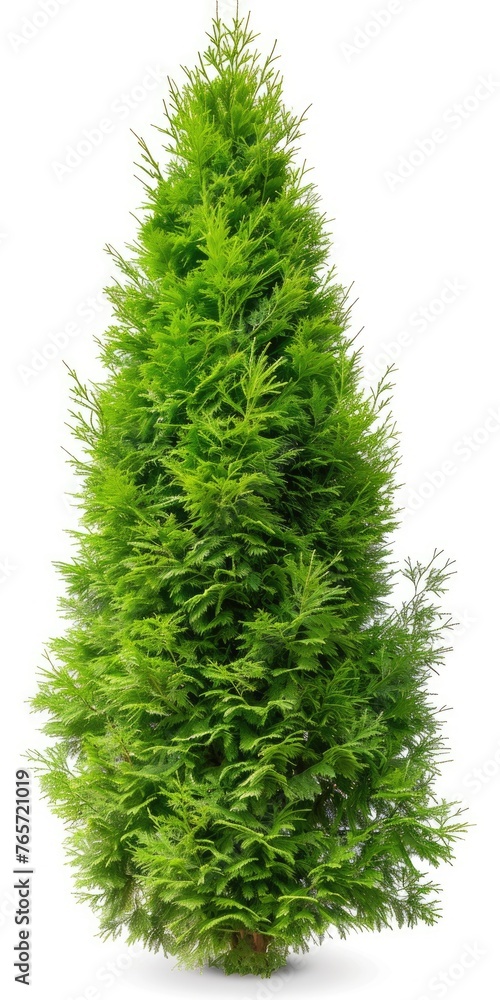 Single Eastern Arborvitae Bush Isolated on White Background - a Green Nature Plant Single Eastern Arborvitae Bush Isolated on White Background - a Green Nature Plant
