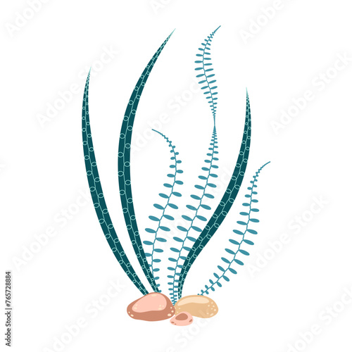 Seaweed. Hand drawn algae colorful seaweed. Underwater plants. Modern flat illustration. Vector illustration