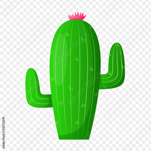Cactus illustration on transparent background