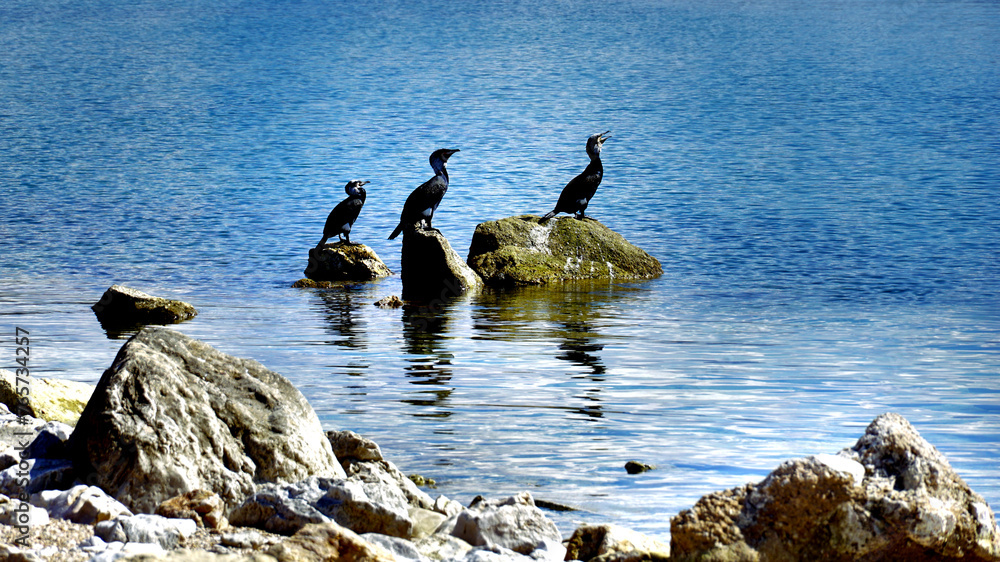 Fototapeta premium Grebes are predatory fish-eating animals resting on a sea rock