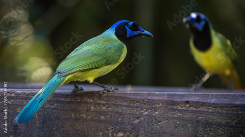 Green Jay, Cyanocorax yncas, at National Butterfly Center photo