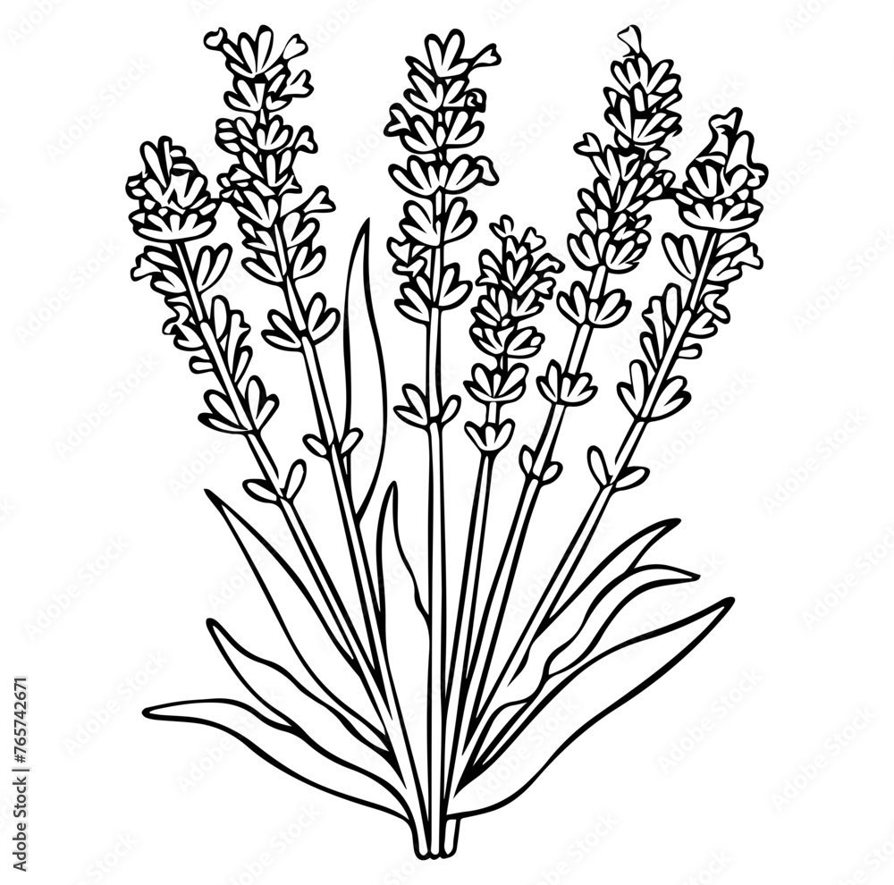 lavender logo with leaves, geometric Vector illustration. lavender logo with leaves, geometric Vector illustration.
