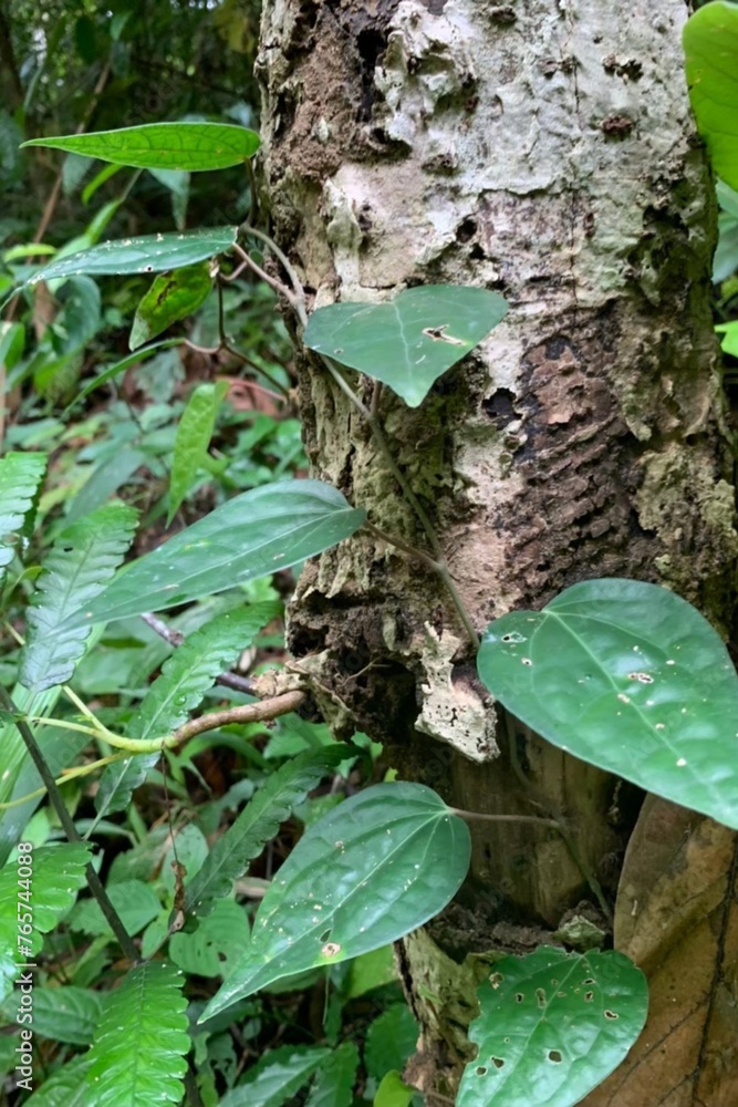 green leaves in the rainy season There are trees that produce many leaves. green leaves in the rainy season There are trees that produce many leaves.