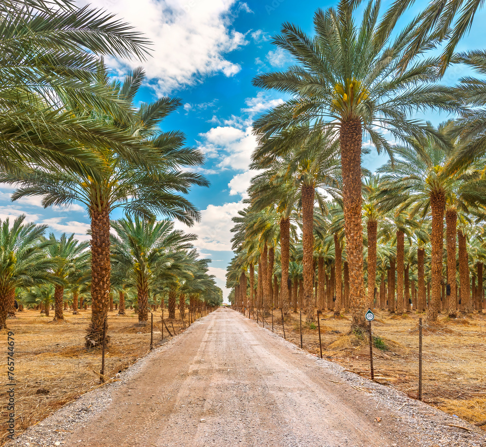Obraz premium Plantations of date palms for healthy food production. Date palm is iconic ancient plant and famous food crop in the Middle East and North Africa, it has been cultivated for 5000 years