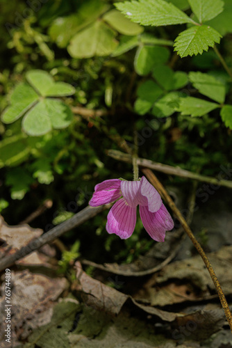 Mountain Woodsorrel, Oxalis montana. Flower usually white. but this is a pink variable