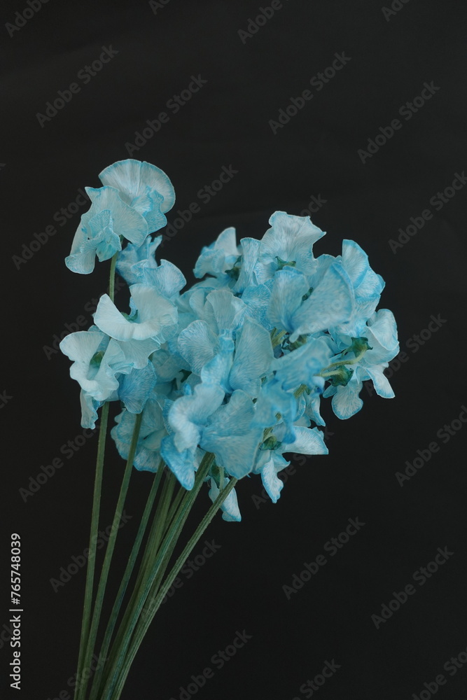 blue sweet peas flowers
blue sweet peas flowers